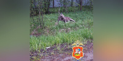 Столкнуться с фауной: как себя вести в случае ДТП с диким животным