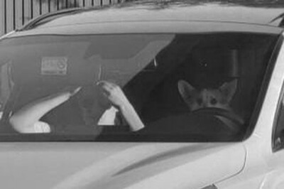 Стало известно, как пес корги мог ехать за рулем авто на скорости 180 км/ч