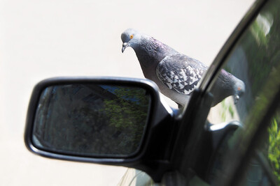 Российским водителям грозит арест за ДТП с голубями