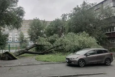 Тополиный бух! Что делать, когда машину разбило деревом во время урагана
